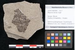 Foto (Objekt + Etikett) von Magnolia dianae Unger (NHMW-GEO-2024-0188-6668)
